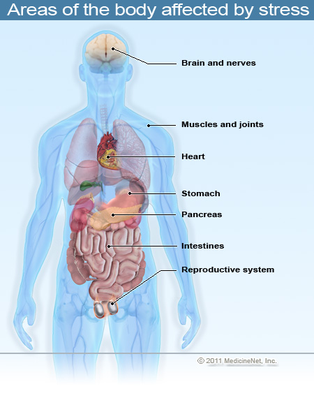 Stress can cause and exacerbate digestive ailments.